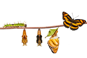Cycle de vie isolé du papillon segeant de couleur sur la brindille