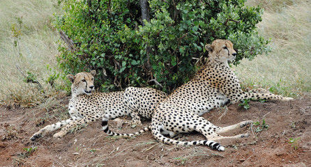 Cheetahs
