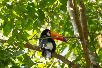 Toucan bird on the nature in Foz do Iguazu, Brazil