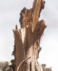 bark grapes