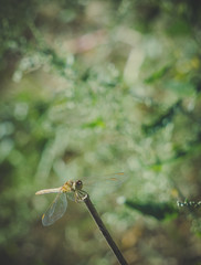 Стрекоза на фоне зелёного сада. Открытка к летнему празднику Троицы