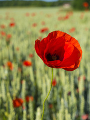 Obraz premium Frankreich, Loire, Klatschmohn (Papaver rhoeas)