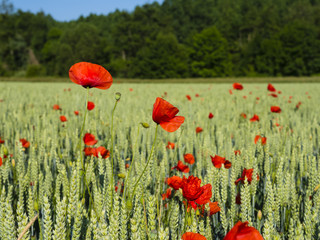 Frankreich, Loire, Klatschmohn (Papaver rhoeas)