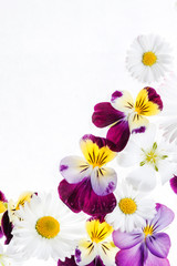 pansies flowers