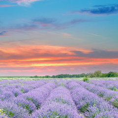 Fototapeta na wymiar Field with blooming lavender and sunrise