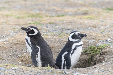 Fototapeta premium Male and famale. Magellanic penguins on Magdalena island in Patagonia, Chile, South America