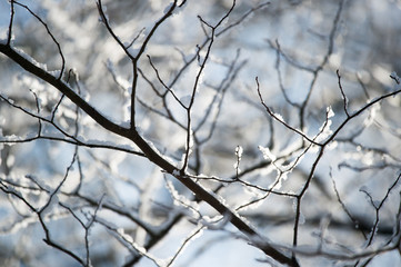Fototapeta na wymiar Winter branches