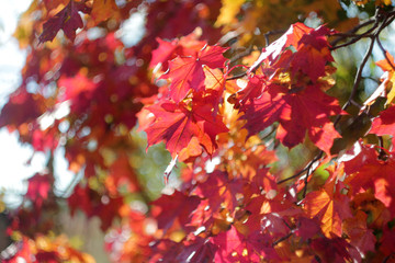  red maple leaves glisten in the sun оn the tree