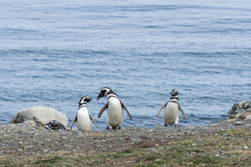 Group of Magellanic penguins on Magdalena island in Patagonia, Chile, South America