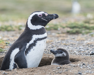 Magellanic penguins. Mother with her baby. Patagonia, Chile, South America