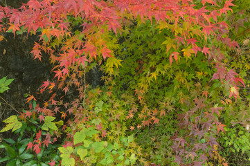 Bright colorful leaves on the branches in the waste line.