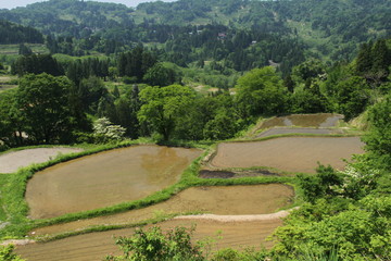 Fototapeta na wymiar 松の山棚田　新潟県