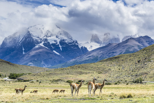 Herd of guanaco on the meadow  in Torres del Paine National Park, Patagonia, Chile