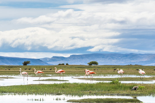 Fototapeta James flamingos (phoenicoparrus jamesi), El Calafate, Patagonia, Atgentina.