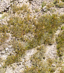 moss on a concrete wall
