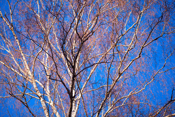 Obraz premium colored pattern on blue sky in spring