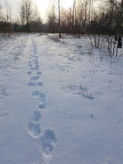 Ślady na śniegu © michalsen