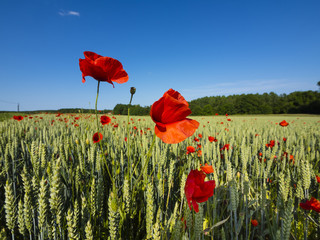 Obraz premium Frankreich, Loire, Klatschmohn (Papaver rhoeas)