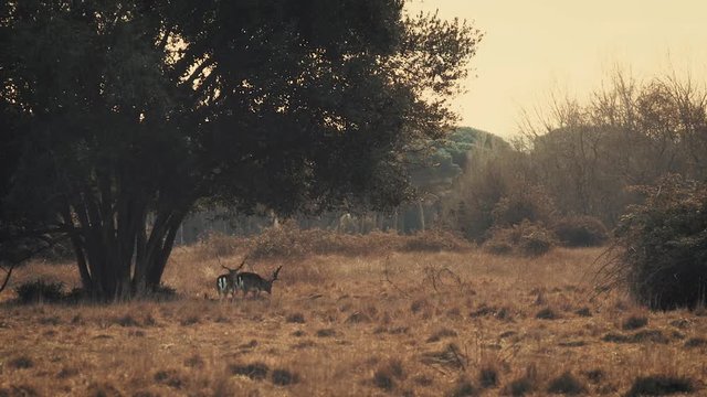 coppia di cervi nella vegetazione