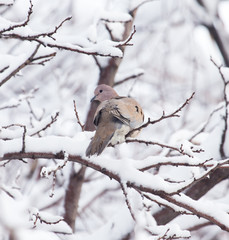 dove on the tree in winter