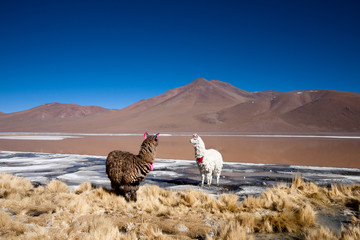 Alpacas in altiplano, south of Bolivia