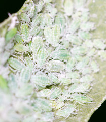 aphids on a green leaf. close