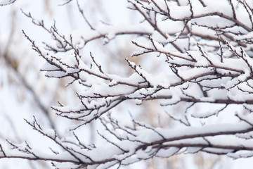 snow on the branches of a tree