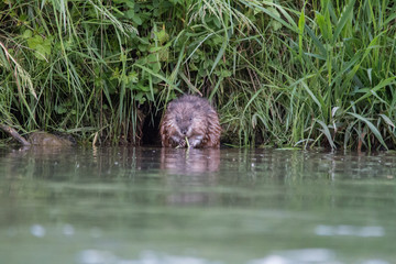 Eating Muskrat, Bavaria, Germany