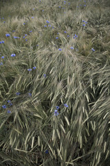 Fototapeta premium Cornfield with blue flowers, Germany, Europe