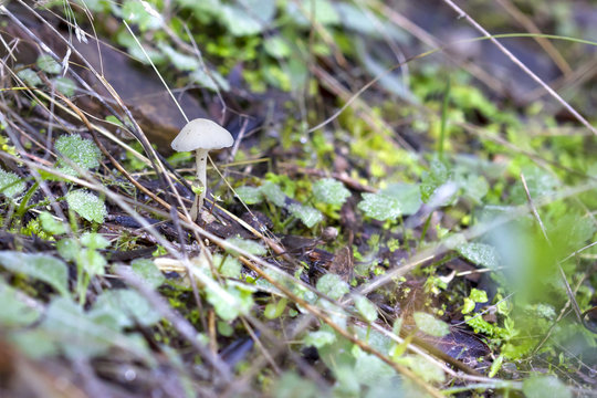 Small white mushroom growing in the ground.