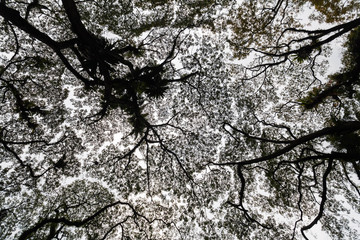 Beautiful silhouette view of tree consist of leaf and branch for background