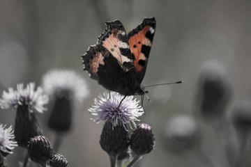 Butterfly on thistle flower, Bavaria, Germany