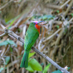 Red-bearded Bee-eater(Nyctyornis amictus), beautiful bird on branch.