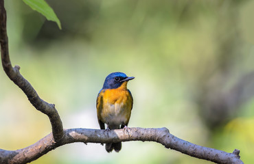 Hill Blue Flycatcher(Cyornis banyumas), beautiful bird on branch.
