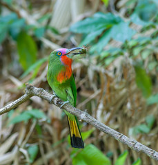 Red-bearded Bee-eater(Nyctyornis amictus), beautiful bird on branch.