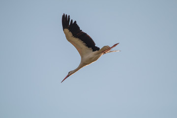 Flying Stork 2, Bavaria, Germany