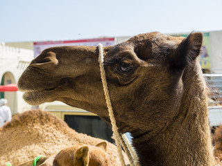 Arabien, Mittlerer Osten, Sultanat Oman, Sinaw, Vieh- und Kamelmarkt von Sinaw