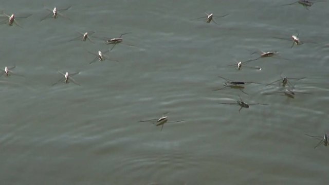 Pond skaters on a jungle pond.