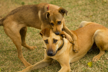 Dogs