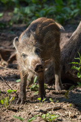 Wild boar in the forrest 7, Fuerth, Germany