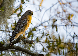 red shoulder hawk