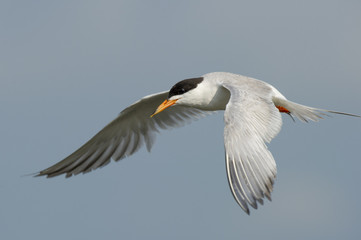 Flying Forsters Tern