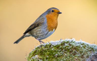 Petirrojo (erithacus rubecula)