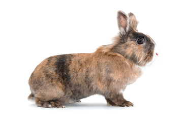 Obraz premium isolated image of a lionhead rabbit