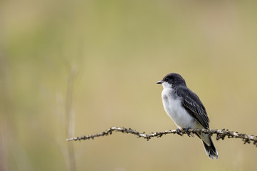 Perched Eastern Kingbird