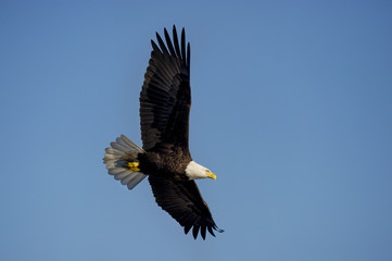 Soaring Bald Eagle