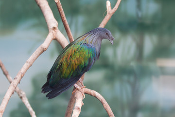 Nicobar pigeon