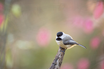 Obraz premium Perched Chickadee