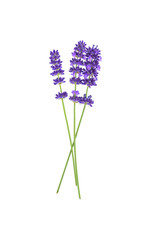 Lavender flowers isolated on white 