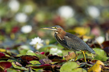 Green Heron